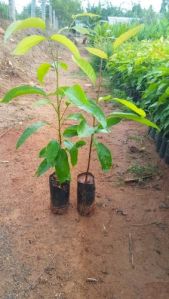 mahogany plants