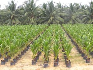 Coconut Plants