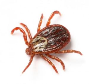 Ticks Control Treatment