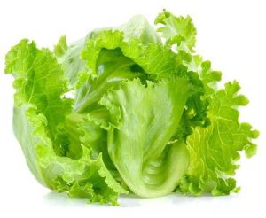 lettuce iceberg