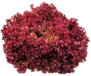 Lollo Rosso Red Lettuce