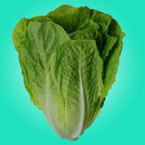 Romaine Lettucee