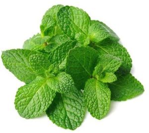 Mint Leaves