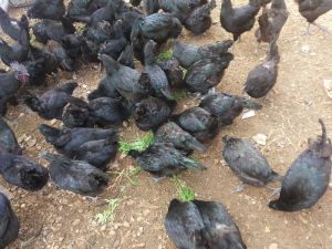 Kadaknath Chicken