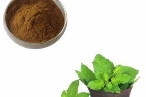 Tulsi Extract