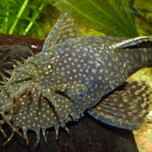 pleco fish