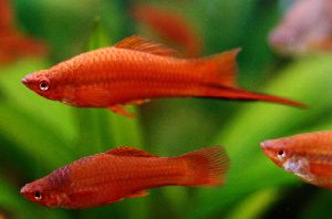 Swordtail Fish