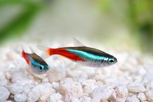 tetra fish