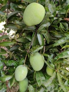 fresh banganpalli mango