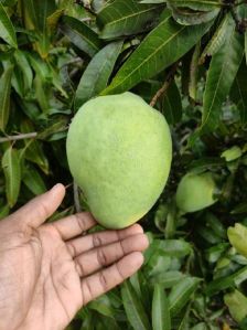 Organic Banganpalli Mango