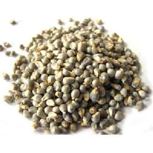 Pearl Millet