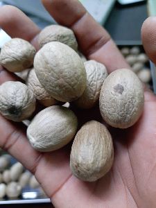 shell nutmeg