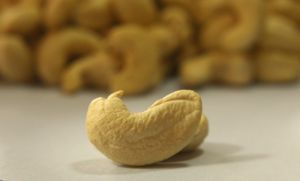 cashew nut