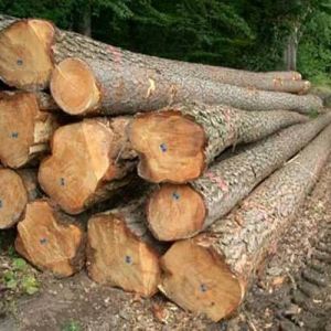 Teak Wood Logs