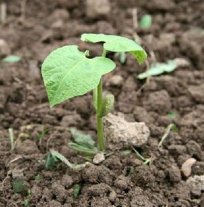 Vegetable Seedling