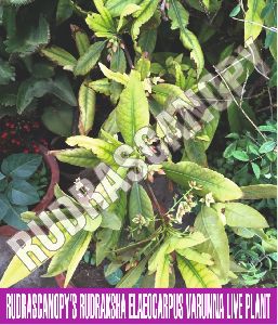 Rudraksha Live Plant