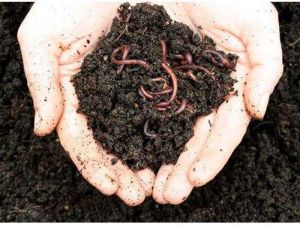 vermicompost