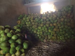 Fresh Green Coconuts