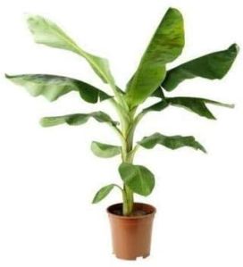 G9 Banana Plant