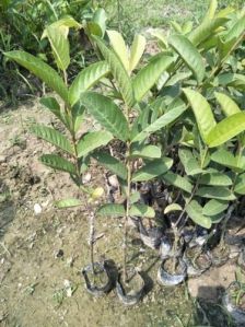 Guava Plant