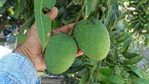 Himsagar Mango Plant