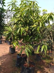 Langra Mango Plant