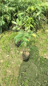 Seedless Litchi Plant