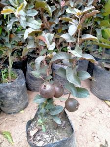 Thai Guava Plant