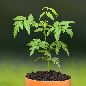 Neem Plant