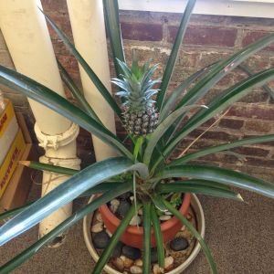 Pineapple Plant