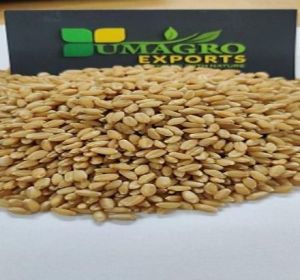 Wheat Seeds