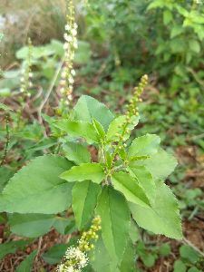 Tulsi ( Croton banplandianum)