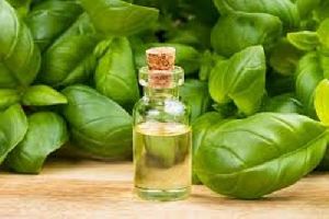 Basil Oil