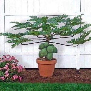 red lady papaya plant