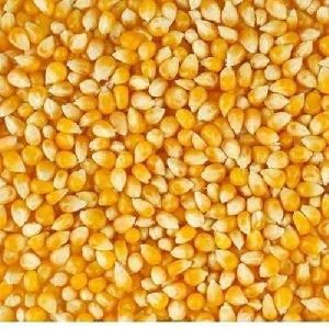 Hybrid Maize Seeds