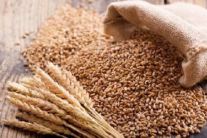 Wheat Seeds