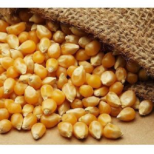 Yellow Maize Seeds