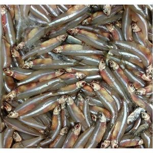 Frozen Nethili Fish