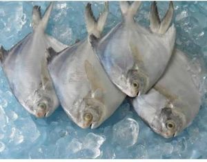 Frozen Pomfret Fish