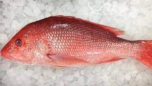 Frozen Red Snapper Fish