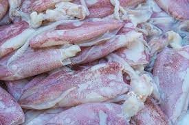 Frozen Squid Fish