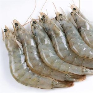 frozen vannamei prawn