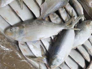 Frozen Shad Fish