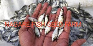 Catla Fish Seed