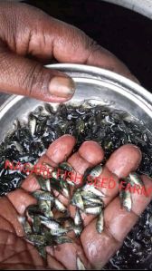 Tilapia Fish Seed