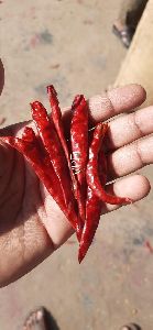 Guntur Red Chilli