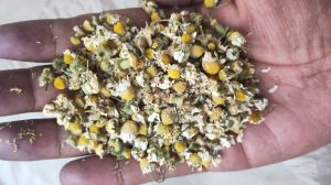 Dried Chamomile flowers