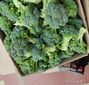 Fresh Broccoli