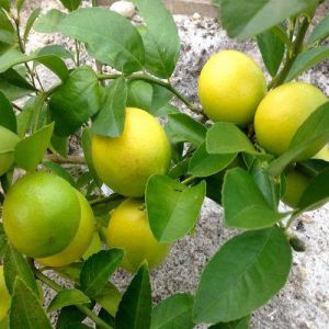 perennial lemon