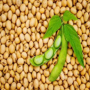 Soybean